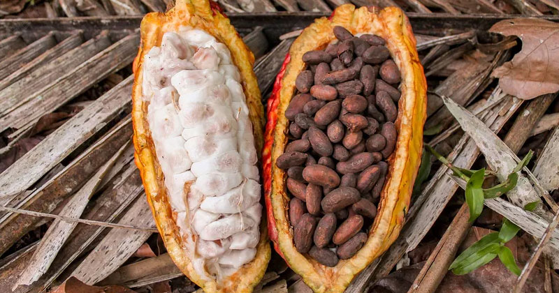 Chocolate Bar Manufacturing Process - Harvesting and Fermenting